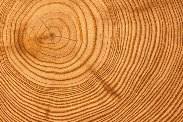 Masser - Log scaling 1