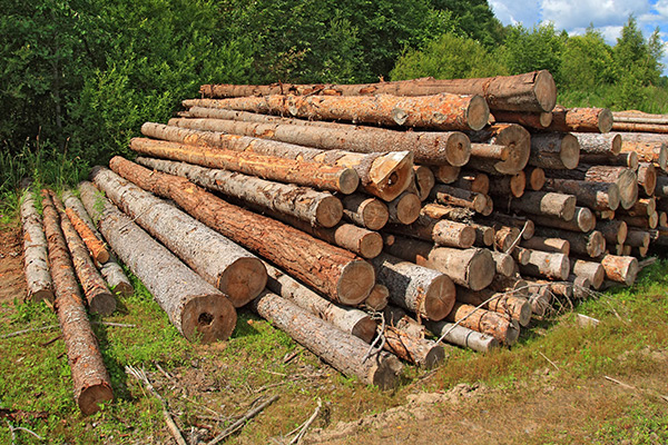 Large pile of wood logs